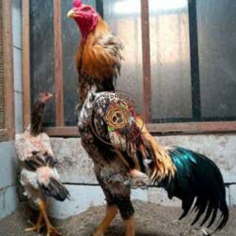 

TELUR TETAS AYAM SHAMO EROPA UNTUK DI TETASKAN KURNIA PRATAMA ID