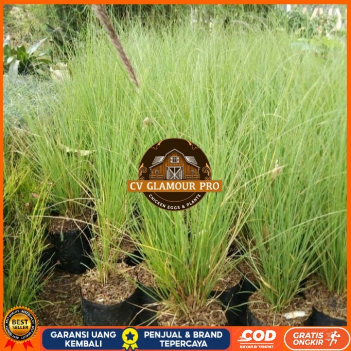 Bibit Tanaman Alang Alang Ekor Kuda/ Alang-Alang Ekor Kuda Bibit Tanaman Super Unggul CV GLAMOUR PRO