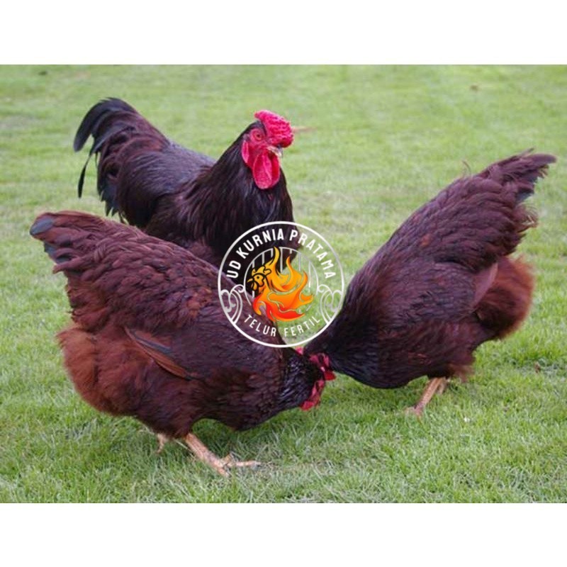 

TELUR AYAM RIR / RHODE ISLAND RED PURE LINE UNTUK DI TETASKAN UD KURNIA PRATAMA