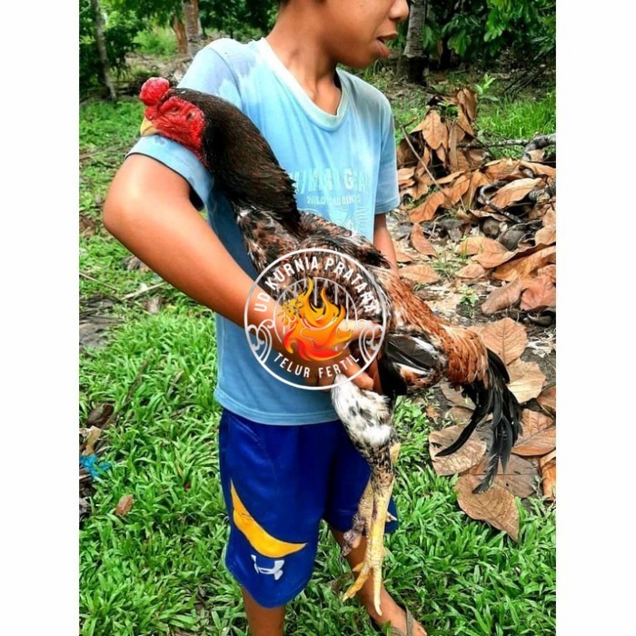 

Telur ayam bangkok shamo jepang / ayam petarung aduan bisa ditetaskan UD KURNIA PRATAMA