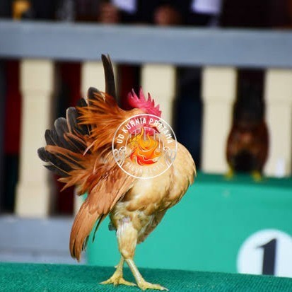 

Telur ayam serama kate lokal telur ayam hias telur fertil siap tetas UD KURNIA PRATAMA