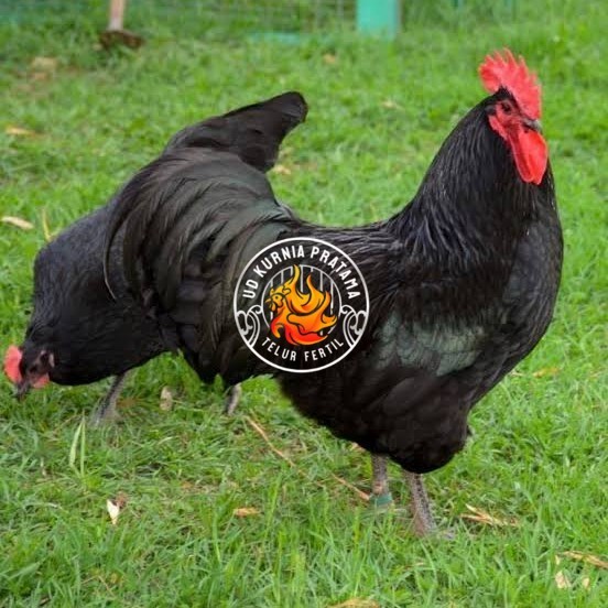 

Telur ayam black australorp / telur ayam hias / telur fertil siapkirim UD KURNIA PRATAMA
