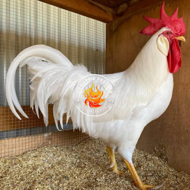 

TELUR FERTIL AYAM WHITE LEGHORN PETELUR HANDAL UNTUK DI TETASKAN UD KURNIA PRATAMA