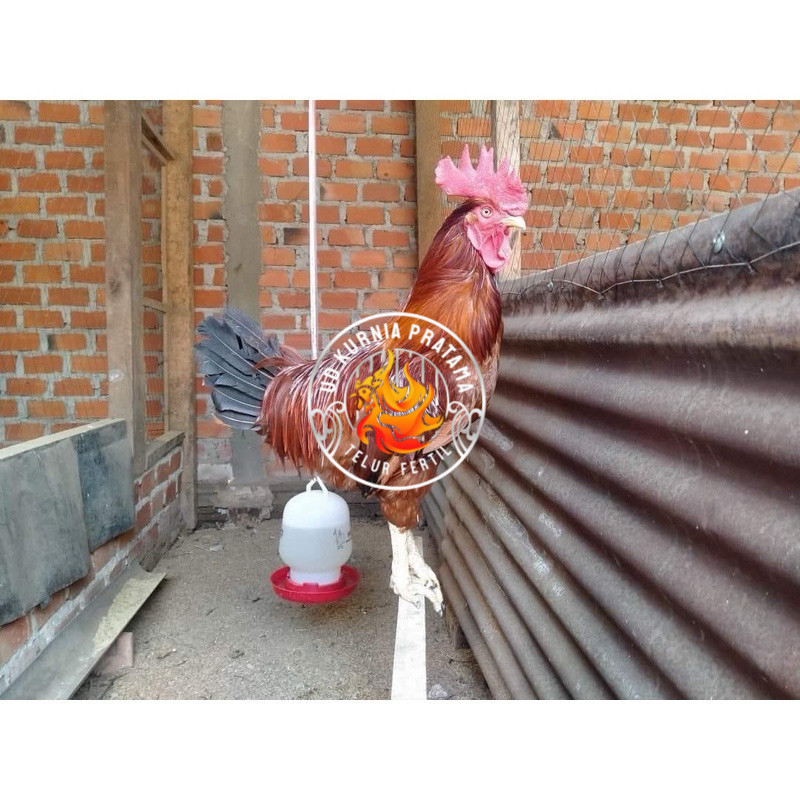 

TELUR FERTIL AYAM LARMOD JUMBO INDUKAN TERSELEKSI UNTUK DI TETASKAN UD KURNIA PRATAMA