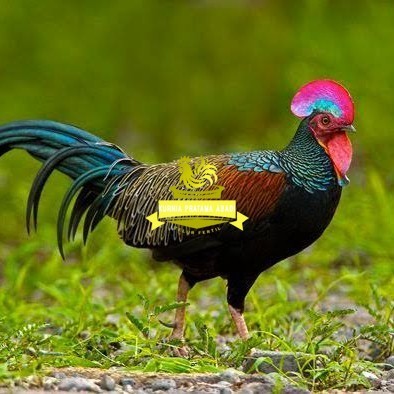 

Telur ayam hutan x jawa bekisar fertil asli siap ditetaskan - ayam hutan KURNIA PRATAMA ABADI