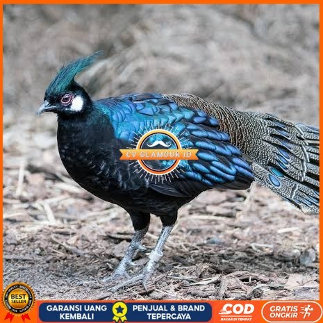 

Telur ayam hias ringneck palawan pheasant fertil untuk ditetaskan Langsung CV GLAMOUR ID