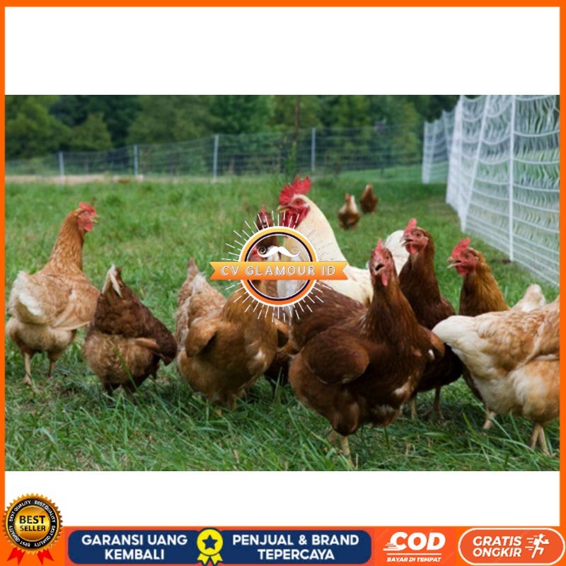 

TELUR AYAM RAS PETELUR TANGGUH UNTUK DI TETASKAN CV GLAMOUR ID