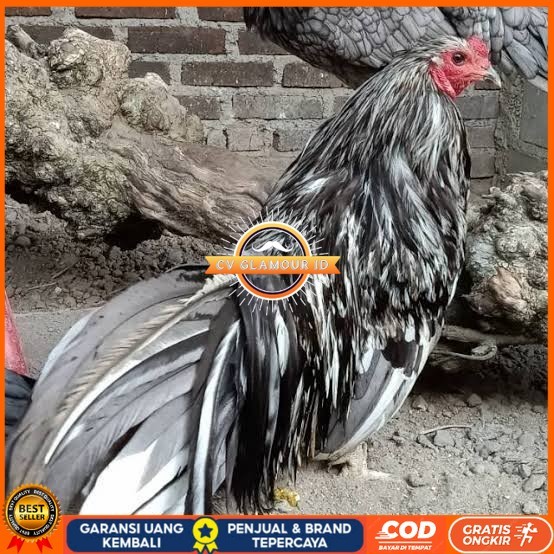 

Telur ayam black sumatera / telur ayam hias / telur fertil siap cod CV GLAMOUR ID