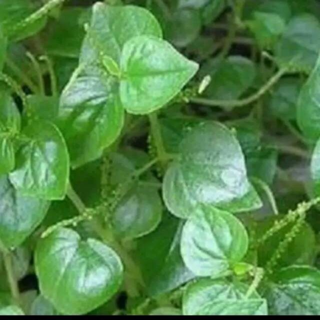 

Ready stok New daun herbal segar sirih cina berat 1 kg sirih cina banyak manfaat