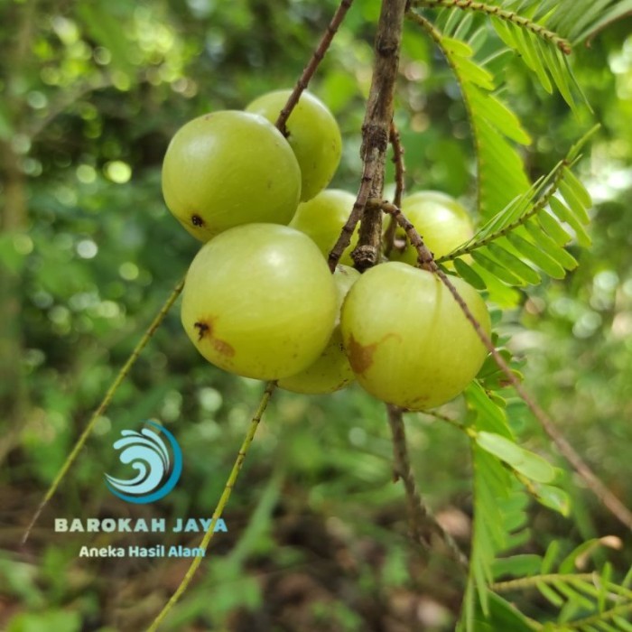 

BUAH AMLA MALAKA MLAKA SEGAR | BUAH HERBAL LANGKA DAN UNIK - 1 kg