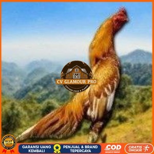 

Telur Shamo X BK clasik (telur fertil) CV GLAMOUR PRO