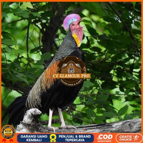 

Telur ayam hutan x jawa / telur ayam hias / telur fertil siap cod CV GLAMOUR PRO