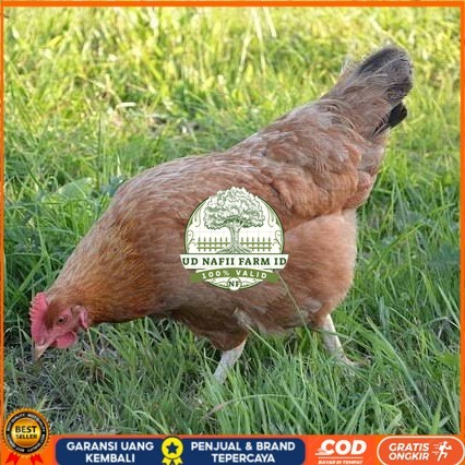 

Telur ayam elba / telur ayam hias / telur ayam fertil siap cod UD NAFII FARM ID