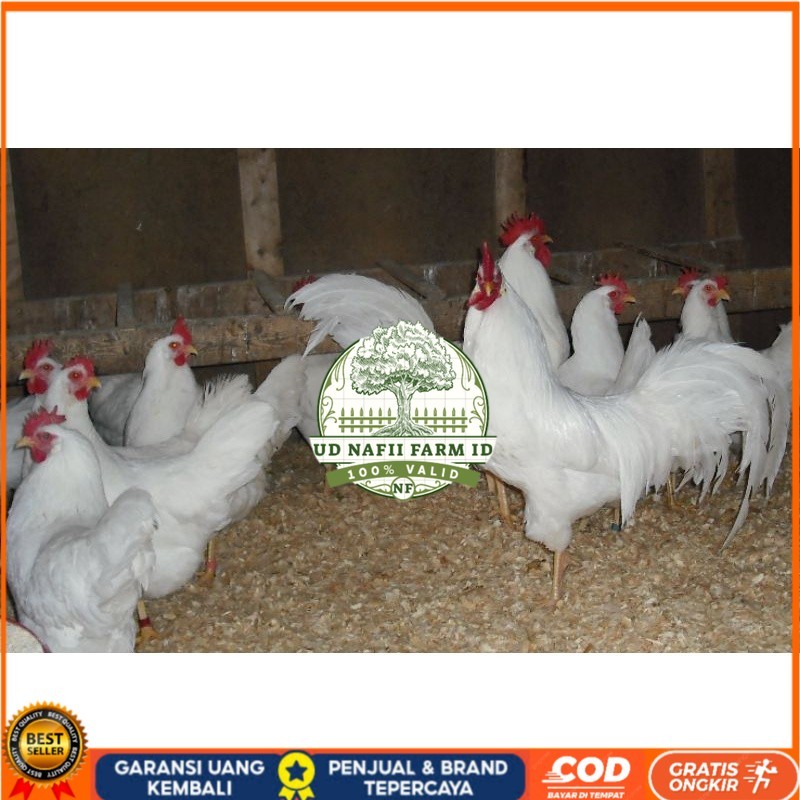 

TELUR AYAM PETELUR WHITE LEGHORN PURE LINE UNTUK DI TETASKAN UD NAFII FARM ID