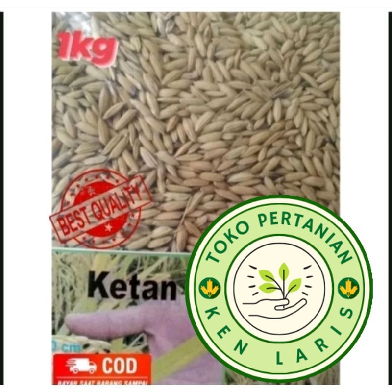 

READY STOK!! Murah !! 1Kg Benih Padi Ketan Putih Grendel Unggul JL (B.B.19)