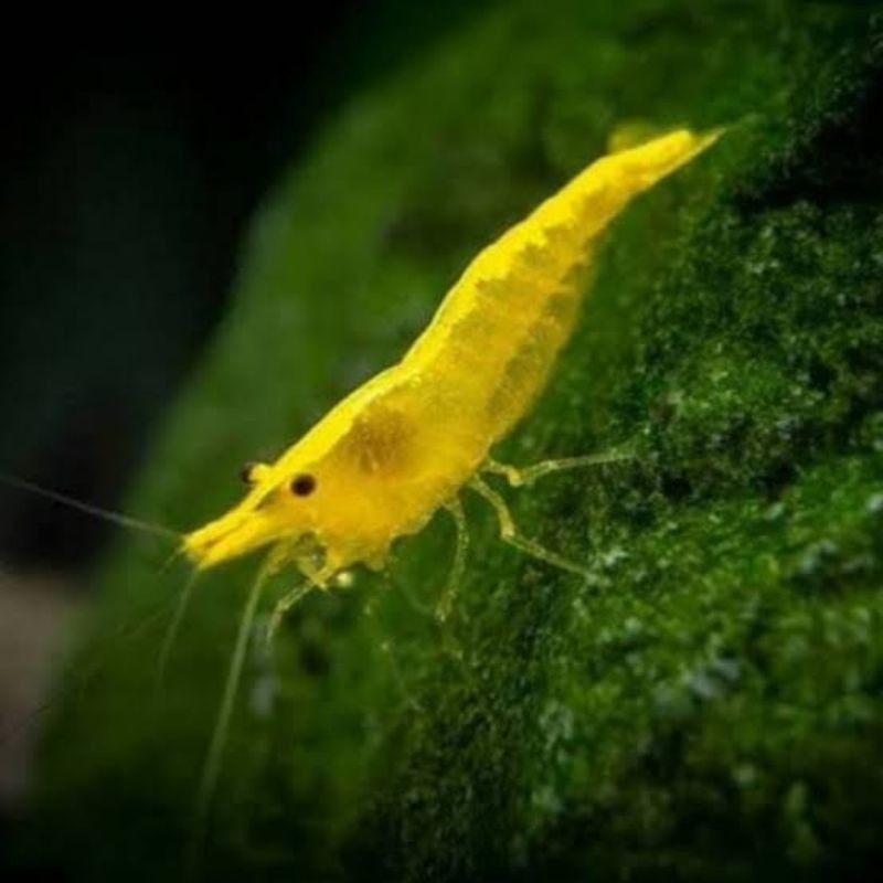 

Udag Yellow Fire-Udang Hias Aquascape-Pembersih Alga Aquascape-Neocaridina Shrimp