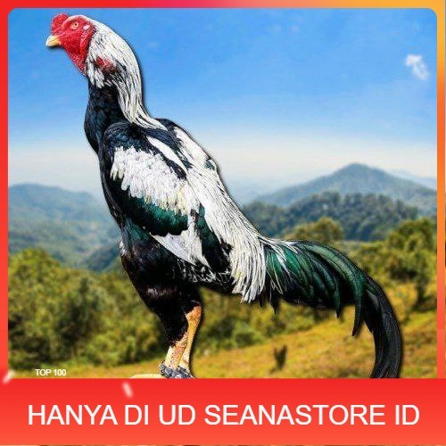 

telur ayam shamo tarung super garansi UD SEANASTORE ID