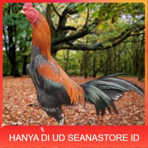 

Telur Ayam Pakhoy White King Vertil Siap Di Tetaskan Jaminan Super Oiginal Bergaransi ori UD SEANASTORE ID