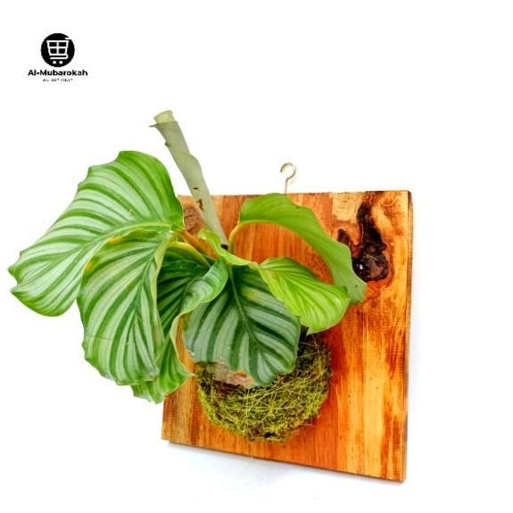 Wall Of Fame Dinding Calathea Orbifolia