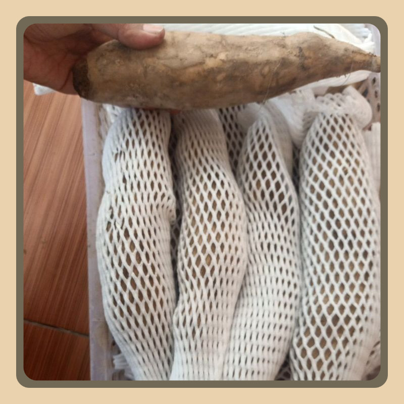 

UBI YAKON SUPER 1kg ISI 2-3BUAH