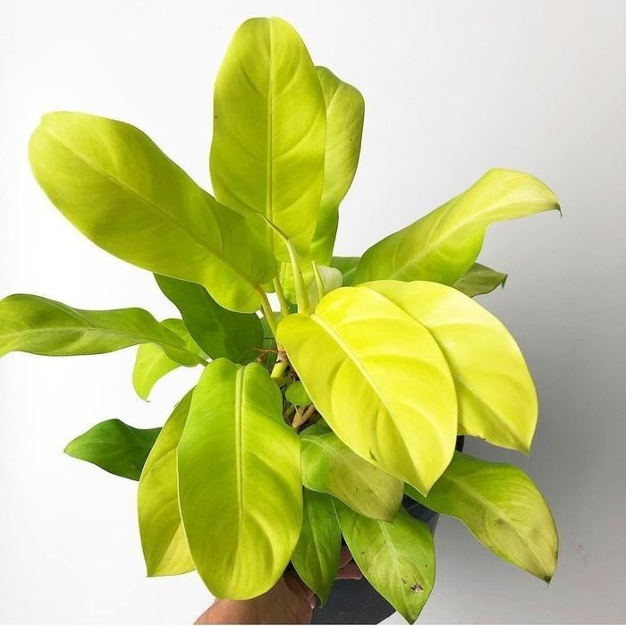 Termurah Tanaman hias sirih gading centong kuning - sirih gading lemon