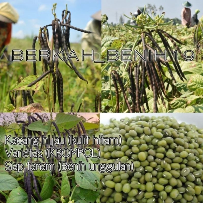

1KG BENIH KACANG HIJAU KULIT HITAM VARIETAS KROMPOL SIAP TANAM READY!!