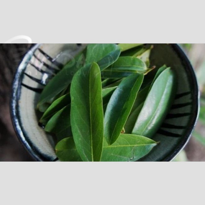 

Daun Sirsak Segar - Non Pestisida / Soursop Leaf