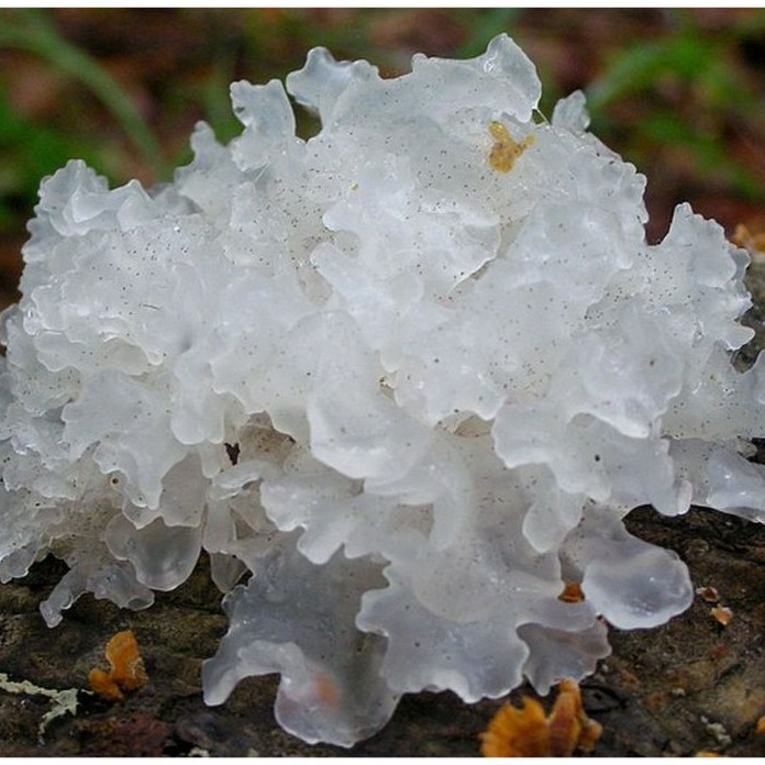 

Jamur Salju Kering 250gr – Snow Fungus Bai Mu Er | Kaya Kolagen & Antioksidan