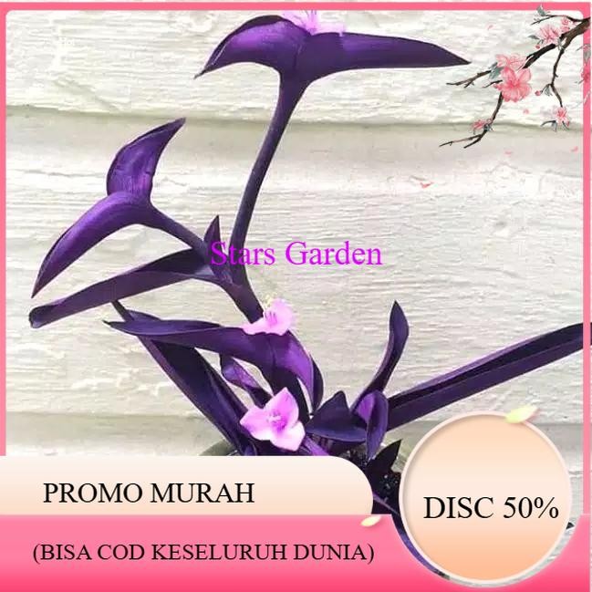 (PROMO BESAR) tanaman hias adam hawa ungu - tradescantia pallida ungu