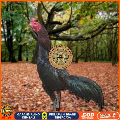 

Telur Ayam Pakhoy Redbull Vertil Siap Di Tetaskan Jaminan Super Oiginal Bergaransi PRADITA BIBIT TANAMAN