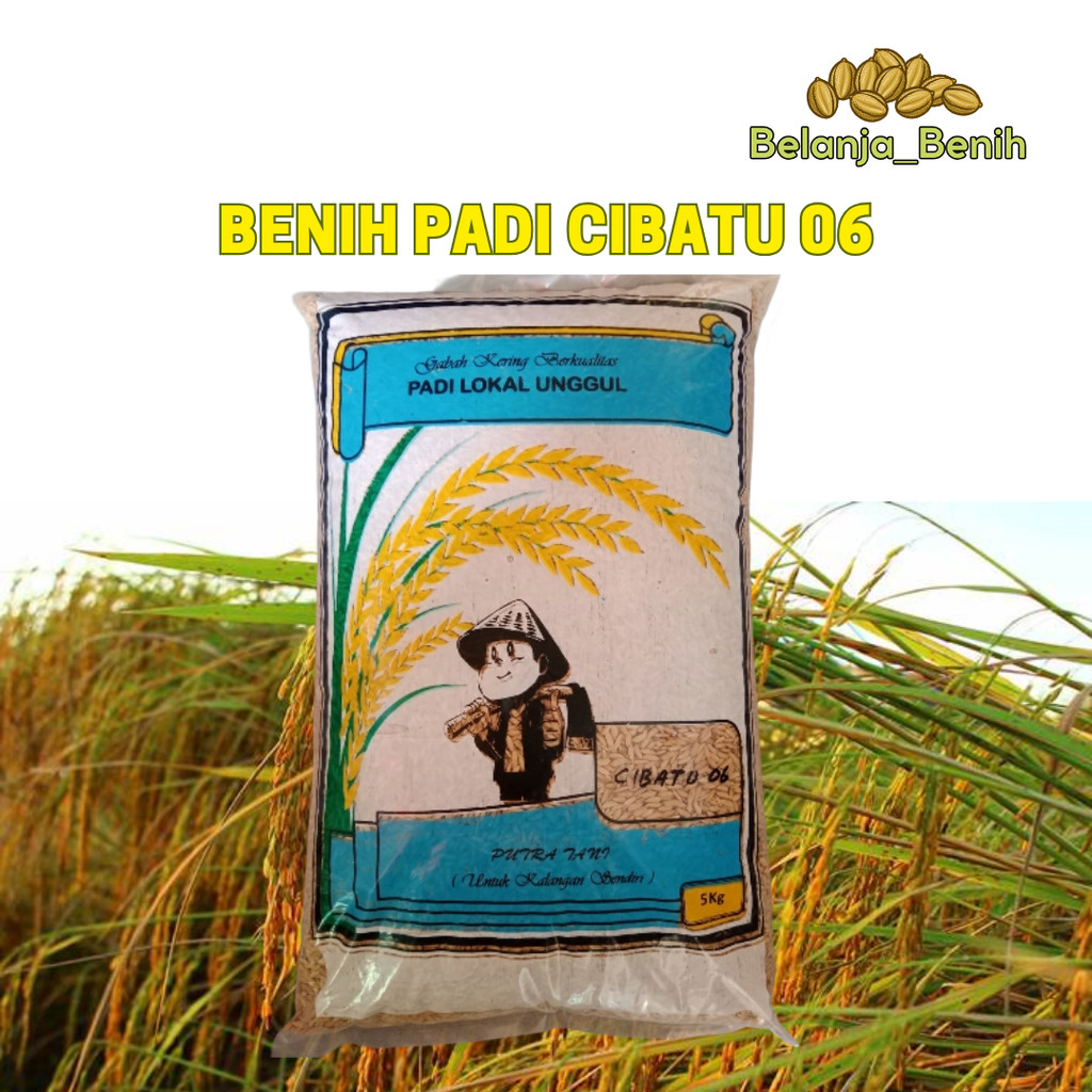 Benih Padi Cibatu 06 Bibit Cibatu