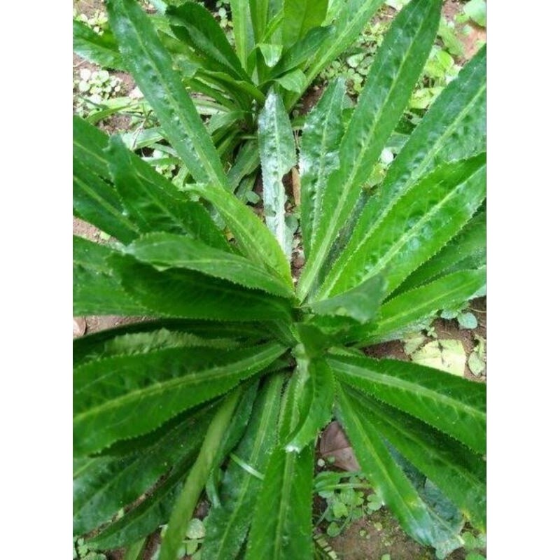 

DAUN WALANG SANGIT SEGAR / Bahan Herbal" kreatif store