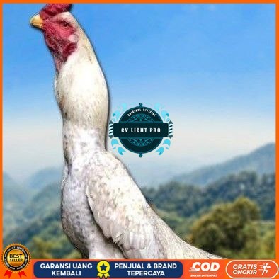 

telur ayam shamo berkualitas unggul CV LIGHT PRO