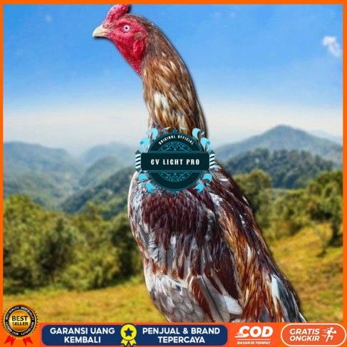 

telur tetas ayam shamo valid CV LIGHT PRO