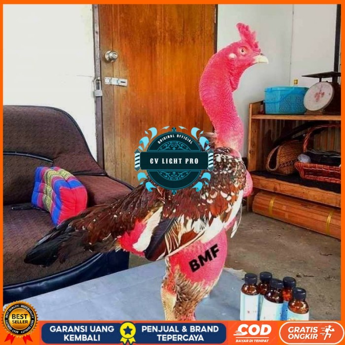 

telur ayam petarung saigon fertil siap ditetaskan - ayam saigon CV LIGHT PRO