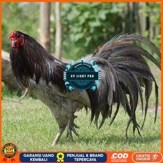 

Telur ayam black sumatera / telur ayam hias / telur fertil siap kirim CV LIGHT PRO