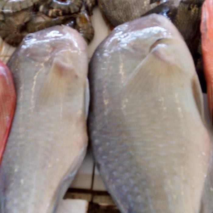 

Ikan Napoleon Katarap 500gr