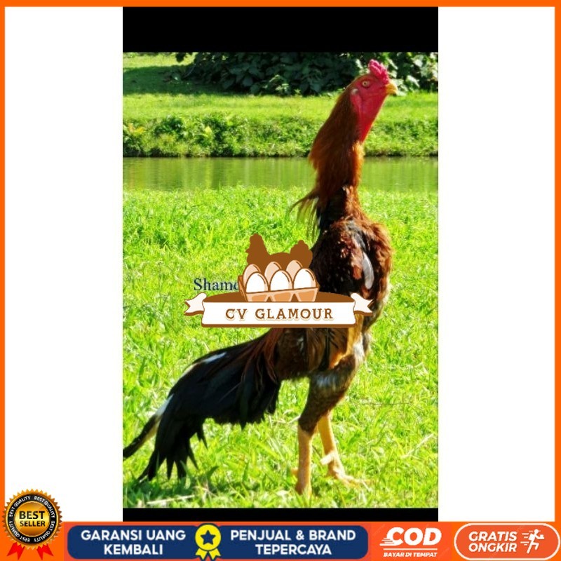 

TELUR AYAM SHAMO UNTUK DI TETASKAN CV GLAMOUR