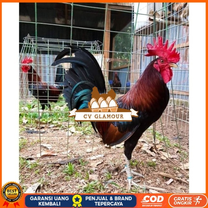 

Telur Ayam Fhilipin Hanya Untuk Ditetaskan original berkualitas CV GLAMOUR