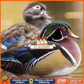 

Telur bebek hias caroline duck fertil siap ditetaskan Langsung CV GLAMOUR