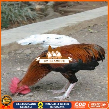 

Telur ayam tukung / telur ayam hias / telur fertil siap ditetaskan CV GLAMOUR