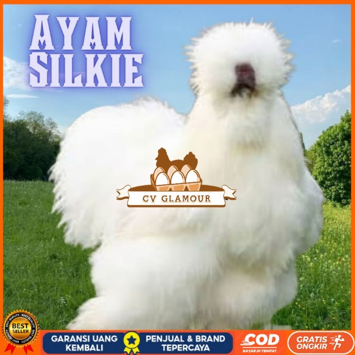 

telur ayam hias silkie bisa untuk di tetaskan original berkualitas CV GLAMOUR