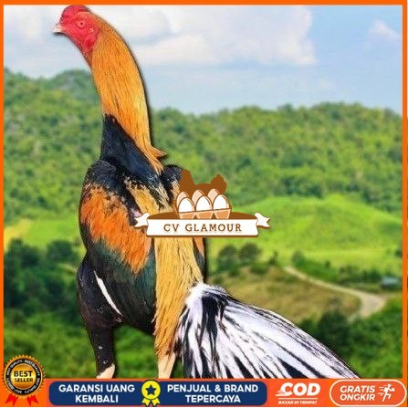 

telur ayam bangkok ekor lidi original CV GLAMOUR