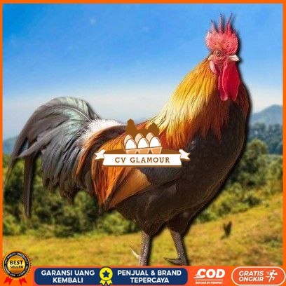 

telur tetas ayam shamo super CV GLAMOUR