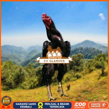 

telur ayam cos shamo ori bisa untuk di tetaskan CV GLAMOUR