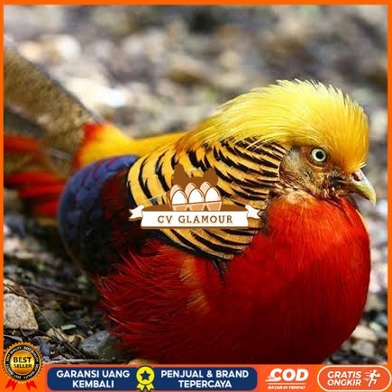 

telur ayam golden pheasant hias siap ditetaskan - golden pheasant CV GLAMOUR