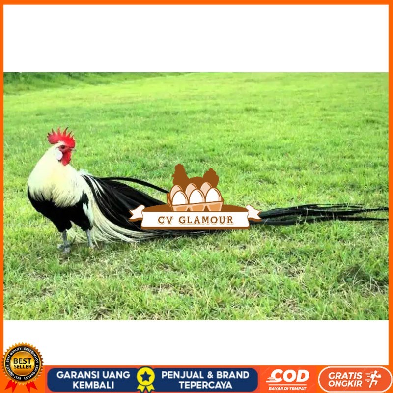 

TELUR AYAM HIAS ONAGADORI ATAU AYAM EKOR PANJANG UNTUK DI TETASKAN CV GLAMOUR