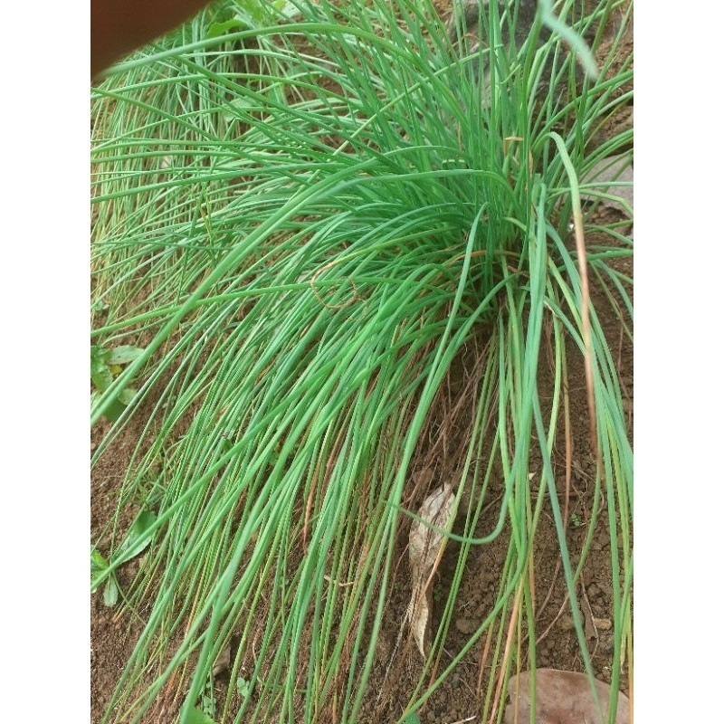

Bawang Kuncay' bawang rambut 500 gr .