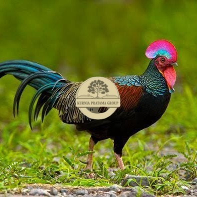 

Telur ayam hutan x jawa bekisar fertil asli siap ditetaskan - ayam hutan KURNIA PRATAMA GROUP