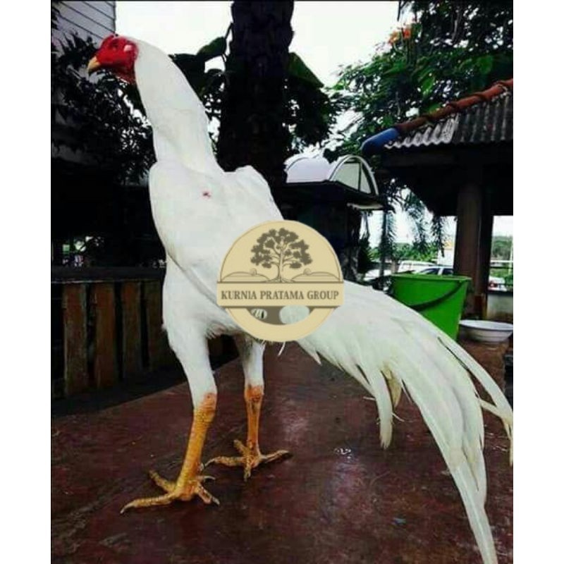 

EKOR LIDI PUTIH TELUR FERTIL KURNIA PRATAMA GROUP